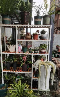 霸州养花租地 霸州养花租地