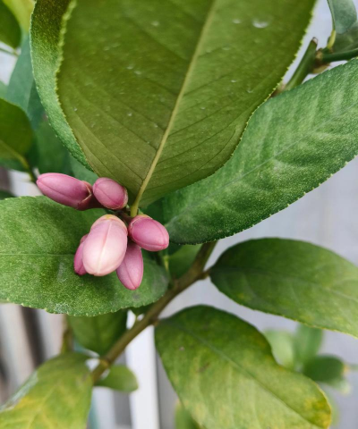 养花的果子 养花的果子