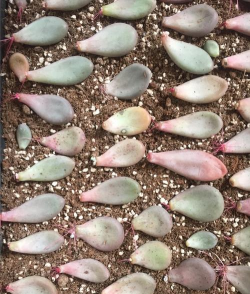 多肉十字星怎么叶插繁殖 多肉十字星怎么叶插繁殖