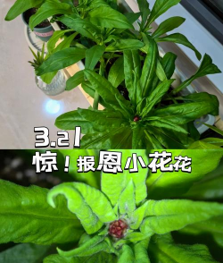 麦秆菊栽培及繁殖管理技术 麦秆菊栽培及繁殖管理技术