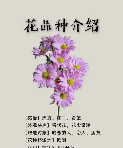雏菊有哪些名字 雏菊有哪些名字