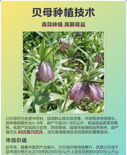 川贝母栽培技术 川贝母栽培技术