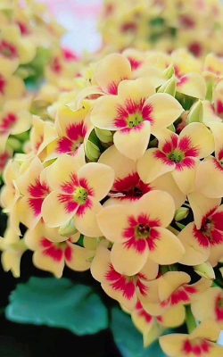 哪些是喜阳的花 哪些是喜阳的花