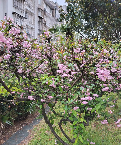 观花植物植物有哪些 观花植物植物有哪些