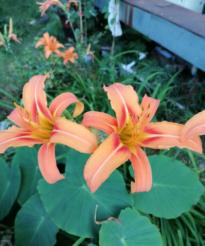 萱草为什么不是花 萱草为什么不是花