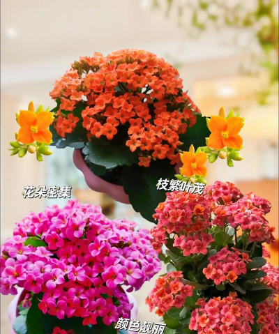 养花单数双 养花单数双