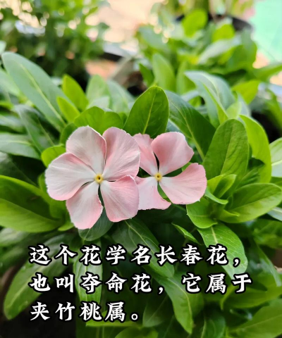 什么花花香有毒 什么花花香有毒