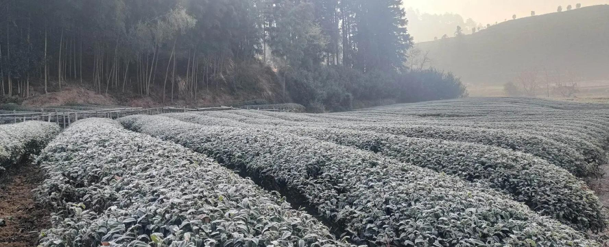 茶树抗冻害栽培技术 茶树抗冻害栽培技术