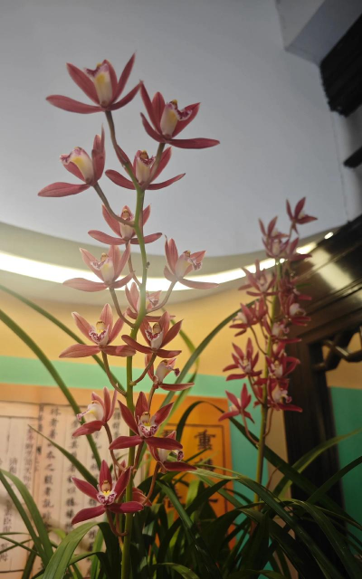 哪些国家有种中国兰 哪些国家有种中国兰