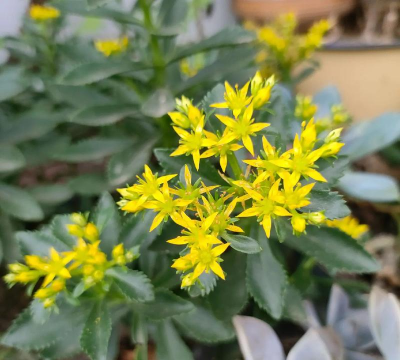 养花连阴雨 养花连阴雨