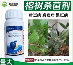 榕树为什么会有黑斑黄叶 榕树为什么会有黑斑黄叶