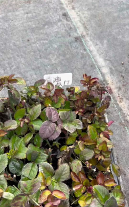 兵哥养花方法 兵哥养花方法