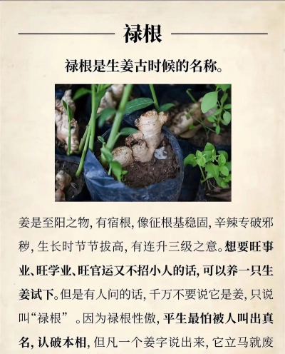 有植物的地方有哪些好处 有植物的地方有哪些好处