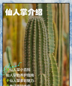 仙人掌有什么习性 仙人掌有什么习性