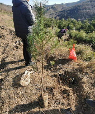 油松容器移植育苗技术 油松容器移植育苗技术