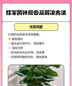 红掌叶子为什么黄 红掌叶子为什么黄