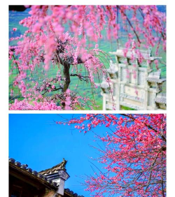 同一时间开花的花有哪些 同一时间开花的花有哪些