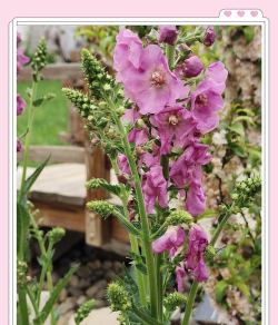 什么花种在室外不怕冻 什么花种在室外不怕冻