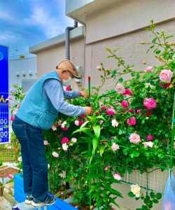 日本大叔养花 日本大叔养花