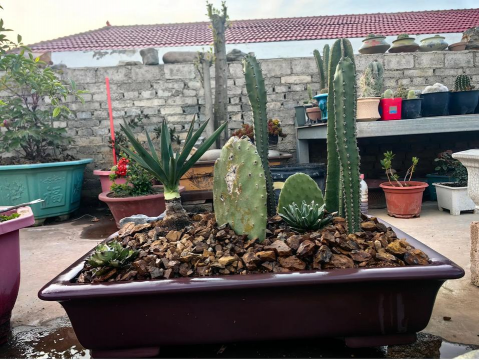 马槽造景养花 马槽造景养花