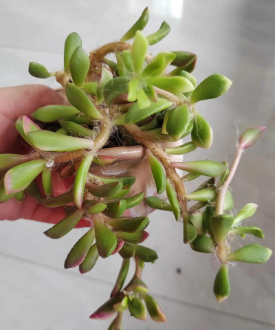 夏季养花太难了 夏季养花太难了