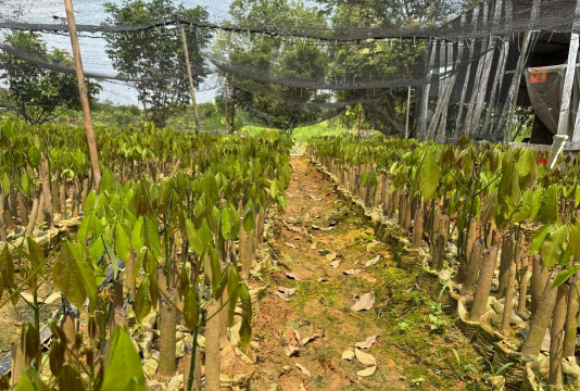 橡胶苗圃管理措施 橡胶苗圃管理措施