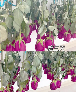 花的能保存多久 花的能保存多久