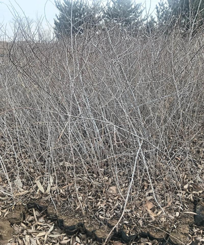 沙地蔓荆扦插育苗技术 沙地蔓荆扦插育苗技术