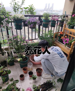 新晋养花人 新晋养花人