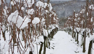 苹果树冬剪的“五看四注意” 苹果树冬剪的“五看四注意”