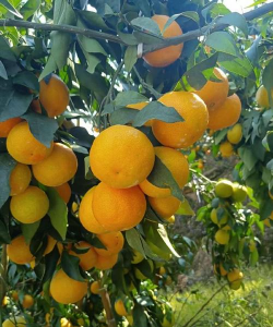 红美人柑橘种植适应气候与温度-爱媛28号柑橘 红美人柑橘种植适应气候与温度-爱媛28号柑橘