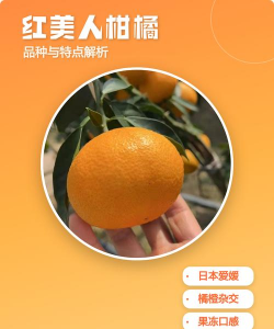 红美人柑橘品种介绍及市场前景分析 红美人柑橘品种介绍及市场前景分析