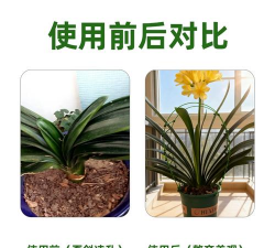 君子兰叶子怎么矫正 君子兰叶子怎么矫正