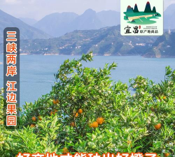 纽荷尔脐橙多少钱纽荷尔栽培技术简介 纽荷尔脐橙多少钱纽荷尔栽培技术简介