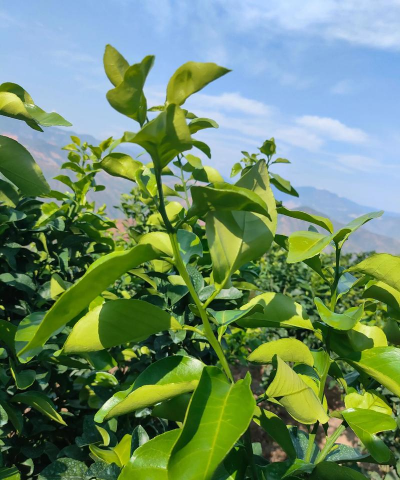 金秋沙糖桔种植技术 金秋沙糖桔种植技术