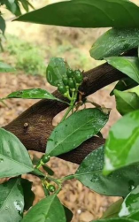 柑橘第一次生理落果 柑橘第一次生理落果