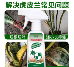 虎皮兰叶子黄了怎么办 虎皮兰叶子黄了怎么办