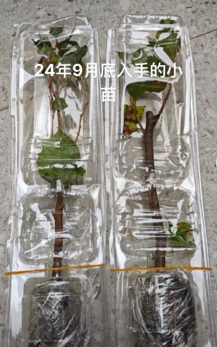 三角梅为什么花小 三角梅为什么花小