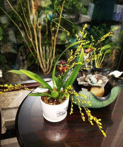 过年真花有哪些 过年真花有哪些