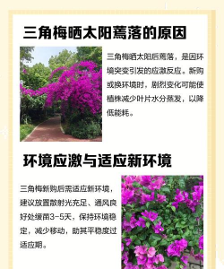 三角梅为什么太阳晒了叶子就蔫了 三角梅为什么太阳晒了叶子就蔫了