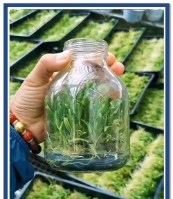 铁皮石斛基质发酵栽培种植技术 铁皮石斛基质发酵栽培种植技术