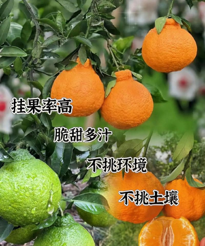 不知火是橘子还是橙子附种植和管理技术要点 不知火是橘子还是橙子附种植和管理技术要点