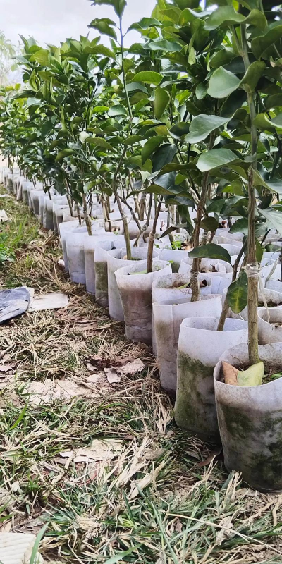 种植金秋砂糖橘怎么样种植技术有哪些 种植金秋砂糖橘怎么样种植技术有哪些