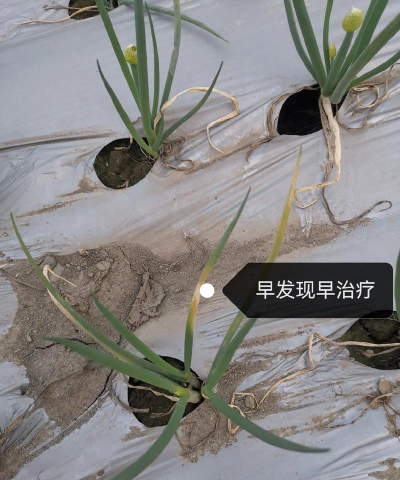 小葱的病虫害有哪些 小葱的病虫害有哪些