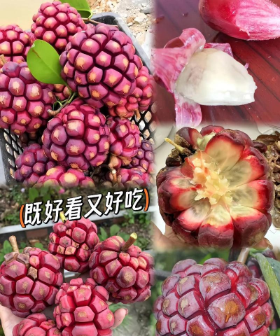 斯泰集团黑老虎布福娜 斯泰集团黑老虎布福娜