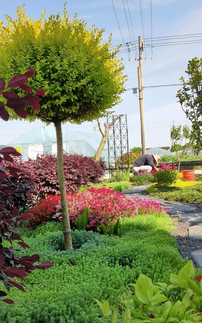 农村别养花了 农村别养花了