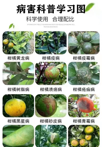 柑橘“干腐病”症状描述!注意加强果园管理,提高抗病力 柑橘“干腐病”症状描述!注意加强果园管理,提高抗病力