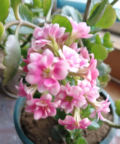 爱养花的花痴 爱养花的花痴