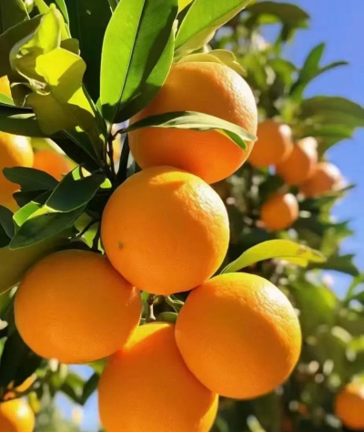 赣南脐橙的等待之蜂蜜脐橙 赣南脐橙的等待之蜂蜜脐橙