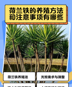 荷兰铁怎么繁殖 荷兰铁怎么繁殖